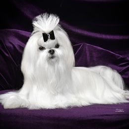 Lisa - Maltese