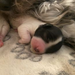 Raya - Black and white female Coton de Tulear puppy in Sandy, Utah from Abbie's Cotons