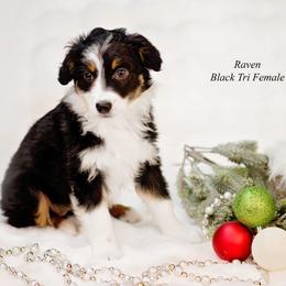 Raven - Black tri female Miniature Australian Shepherd puppy in Mechanicsburg, Pennsylvania from TJ's Aussies