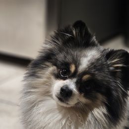 Harry - Pomeranian