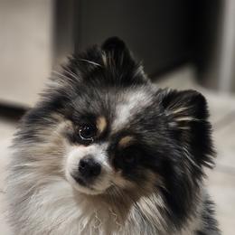 Harry - Pomeranian