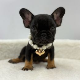 Nova - Black and tan female French Bulldog puppy in Alexandria, Virginia from Boss Lady Kennel