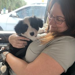 Cardigan Welsh Corgi Puppies from Luxe Cardigan Welsh Corgis