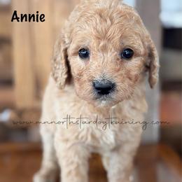 Annie - Apricot female Goldendoodle puppy in Lancaster, Minnesota from North Star Dog Training