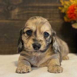 Gill - Dapple male Dachshund puppy in Dothan, Alabama from Little House Pups