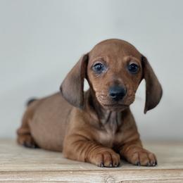 Short Legacy - Red male Dachshund puppy in Crystal, Michigan from Mare-Bella Smoothcoat Edition