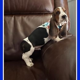 Boy 7 - Black brown and white Basset Hound puppy in Columbia, South Carolina from Pawmetto Hounds