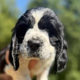 Rowan's Creek - Black and white female English Springer Spaniel puppy in Hawesville, Kentucky from Bristol’s Southern English Springer Spaniels
