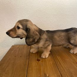 Dachshund Puppies from Hetu's Dachshunds