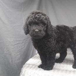 Goldendoodle Puppies from Obsidian Creek Doodles LLC