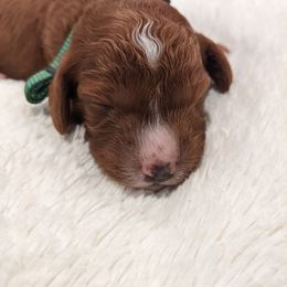 Cavapoo and Whoodle Puppies from Gardner Lane Puppies