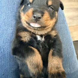 Rex - Black and mahogany male Rottweiler puppy in Parker, Colorado from Denver Rotties
