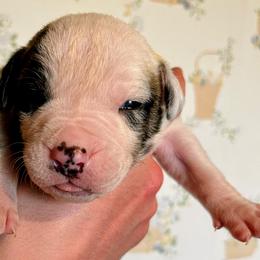 Boy 2 - male Alapaha Blue Blood Bulldog puppy in Grafton, Ohio from Eclipse Alapaha Kennels
