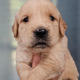 Mr. Green - Light golden male Golden Retriever puppy in Mocksville, North Carolina from Hunting Creek Kennels & Farm