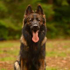 Rylee - German Shepherd