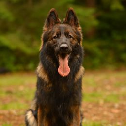 Rylee - German Shepherd