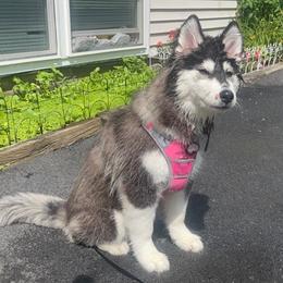 Siberian Huskies from Diora