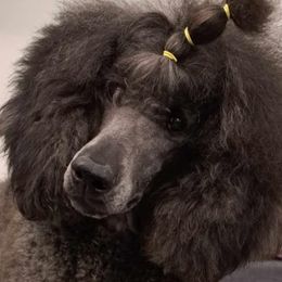 Dove - Poodle