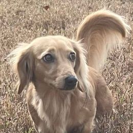 Rosemary - Dachshund