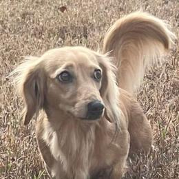 Rosemary - Dachshund