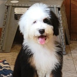 Aussiedoodles, Bernedoodles, and Poodles from Awesome Paws