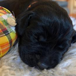 Sweet Potato - Black female Labrador Retriever puppy in Taylors, South Carolina from Spring Water Labs of the Carolinas