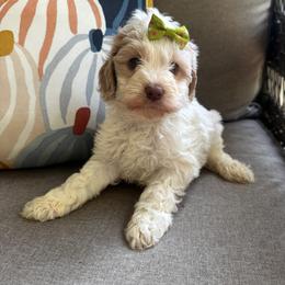 Fiskar - Caramel cream female Labradoodle puppy in Camden, North Carolina from Oopsie Doodles of NC