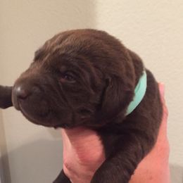 Green - Chocolate female Dilute Retriever puppy in Louisiana from Legendary Lab Retrievers