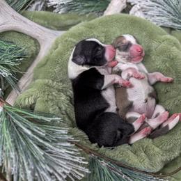 Border Collie, Papillon, Sporty Mix, and Whippet Puppies from Old Hemp Border Collies / Open Horizon Sport Dogs