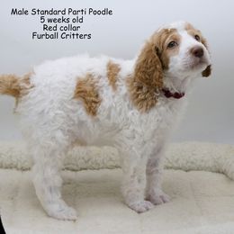 Poodle Puppies from Furball Forest Poodles
