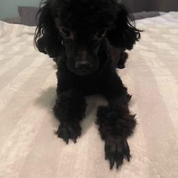 Juno - Poodle