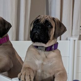 White - Fawn female Bullmastiff puppy in Edinburg, Texas from Ironward Bullmastiffs