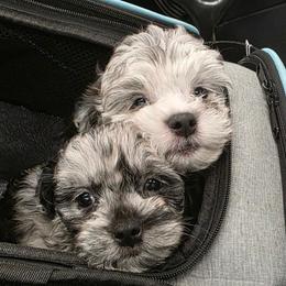 Shihpoo puppies from Route 66 Poodles & Doodles, Sapphire Shih-tzu's of Ohio