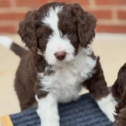 Picabo Street - female Australian Mountain Doodle puppy in Greenville, Ohio from Woodbriar Wags
