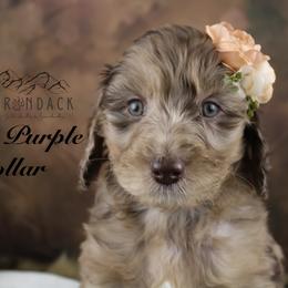 Bernedoodle and Goldendoodle Puppies from Adirondack Poodles Goldendoodles,Bernedoodles & Schnoodles