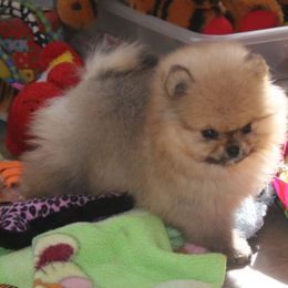 Pomeranian All Grown Up from Royal Tee Poms