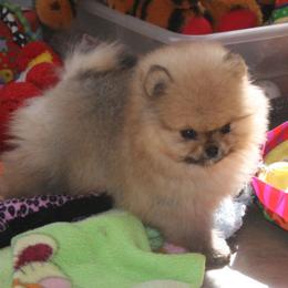 Pomeranian All Grown Up from Royal Tee Poms