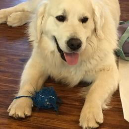 Golden Retrievers from White River Retrievers