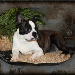 Freedom - Boston Terrier