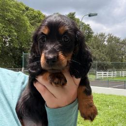 Steve - Black and tan male Dachshund puppy in Southwest Ranches, Florida from Breezy Florida Dachshunds