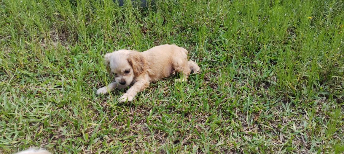 Misty River Cockapoos in Arkansas | Cockapoo puppies | Good Dog