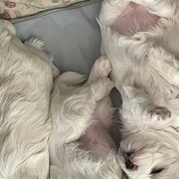 Maltese from Kimberly Demyan-Streleckis