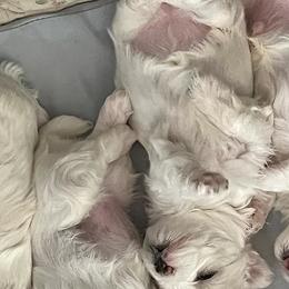 Maltese from Kimberly Demyan-Streleckis