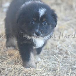 Girl 1 - Black tri female Toy Australian Shepherd puppy in Lubbock, Texas from Texas Bluebonnet Herders