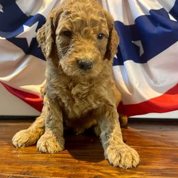 Kennedy - Apricot male Goldendoodle puppy in De Land, Florida from Rezapour Doodle Estate