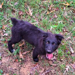 Boy 2 - Australian Shepherd puppy from Falls Australian Shepherds