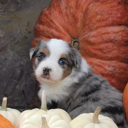 Toy Australian Shepherds from Circle J Aussies