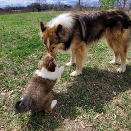 Collie Puppies from Voneida Collies