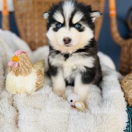 Frito - Black and white female Pomsky puppy in Yavapai County, Arizona from Pawsh Pomskies