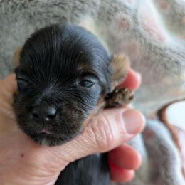 T.C. (Too Cute) - Black and gold male Yorkshire Terrier puppy in Gatesville, Texas from KontryKritterz Yorkies